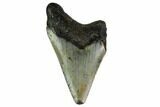 Bargain, Megalodon Tooth - North Carolina #152834-1
